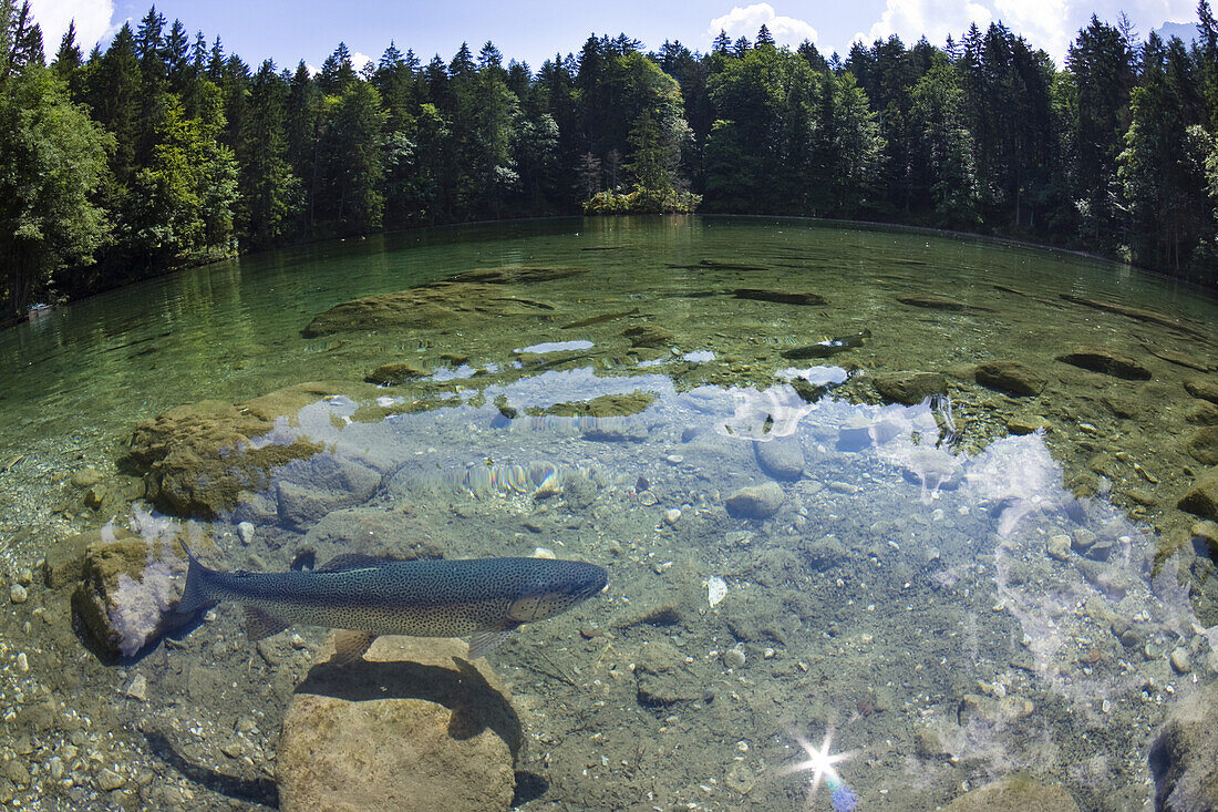 Trout in lake Badersee, Grainau near Garmisch-Partenkirchen, Bavaria, Germany