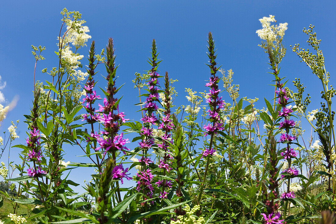 Blumenwiese mit Blutweiderich, Lythrum salicaria und Mädesüß, Filipendula ulmaria, Deutschland