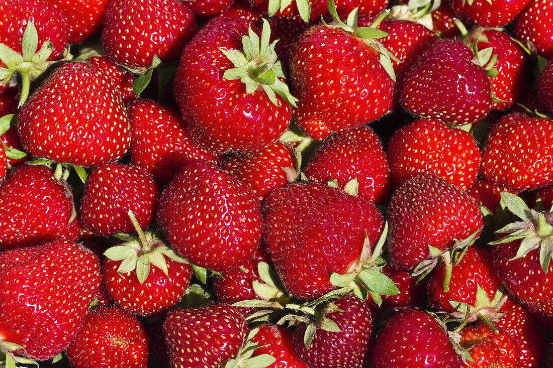 Ripe red strawberries, Fragaria, Fruit