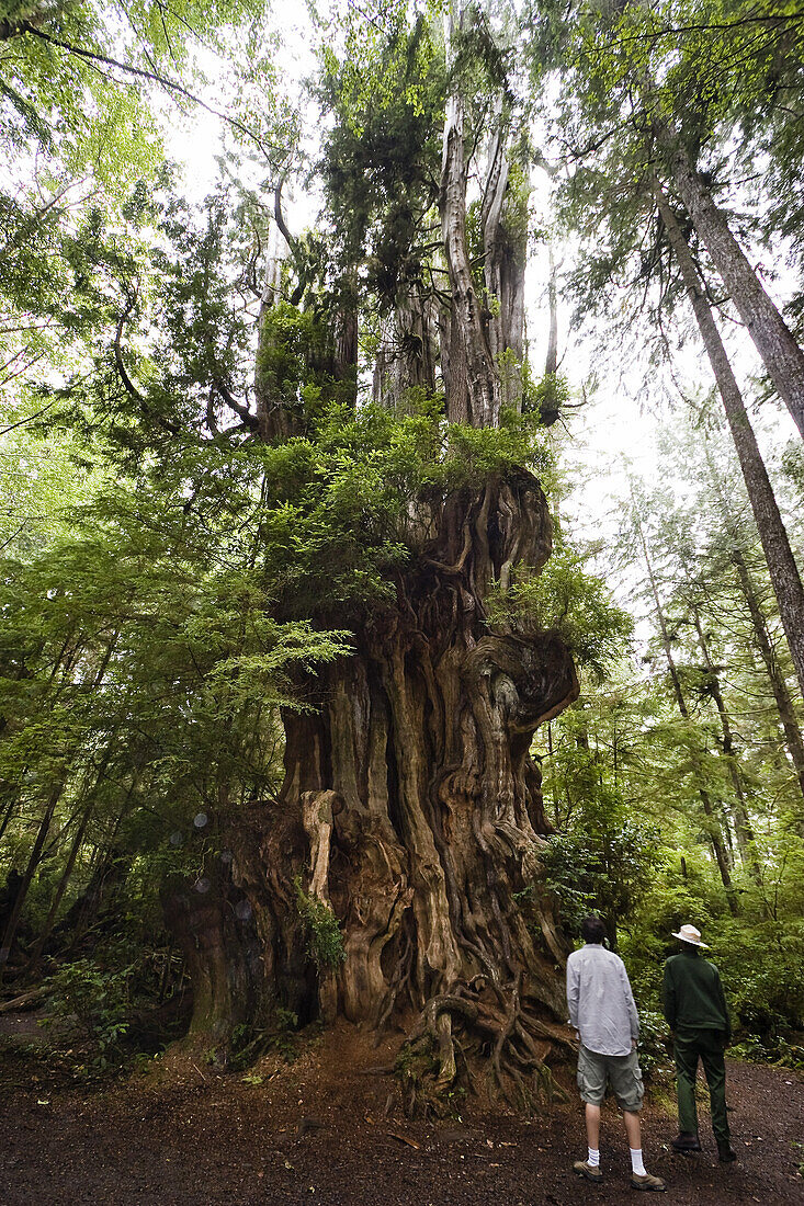 Large Cedar Tree, Hoh rainforest, Olympic National Park, Washington, USA