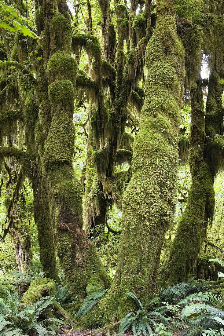 Regenwald, Hoh Rainforest, Olympic Nationalpark, Washington, USA