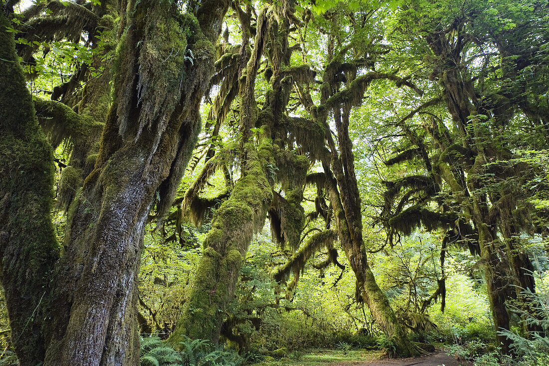 Hall of Mosses, Hoh Rainforest, Olympic National Park, Washington, USA