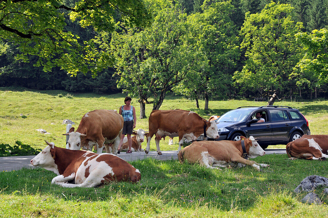 Kühe auf der Landstraße, Landschaft bei Ramsau, Berchtesgadener Land, Oberbayern, Bayern, Deutschland