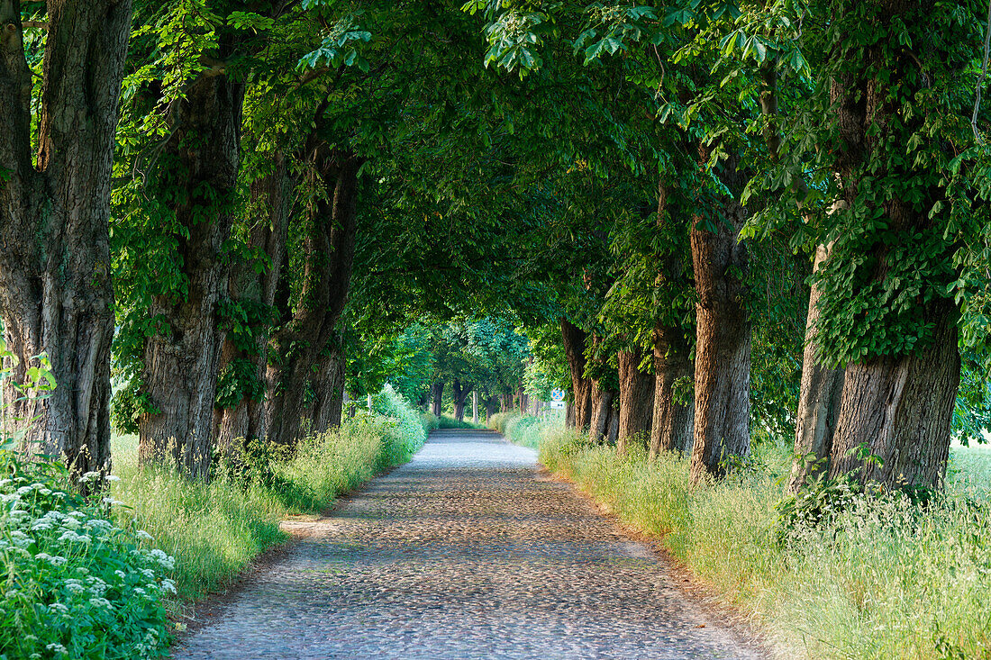 Idyllische Allee, Lancken-Granitz, Rügen, Mecklenburg-Vorpommern, Deutschland, Europa