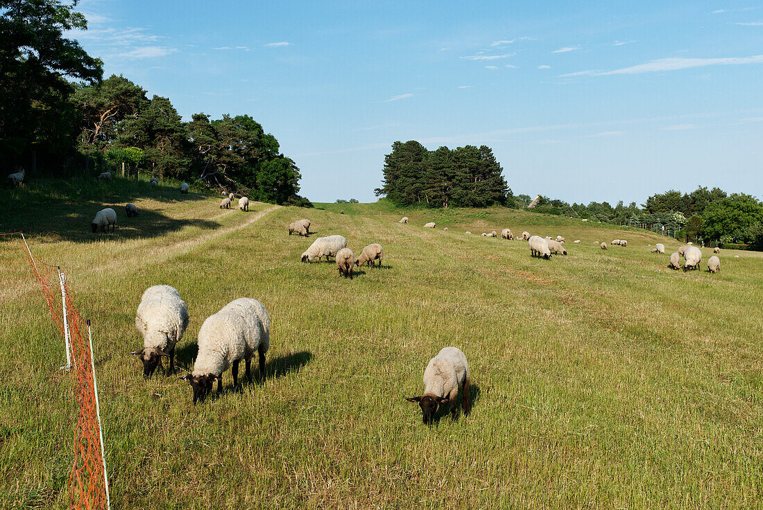 Schafe auf der Weide, Mönchgut, Rügen, Mecklenburg-Vorpommern, Deutschland, Europa