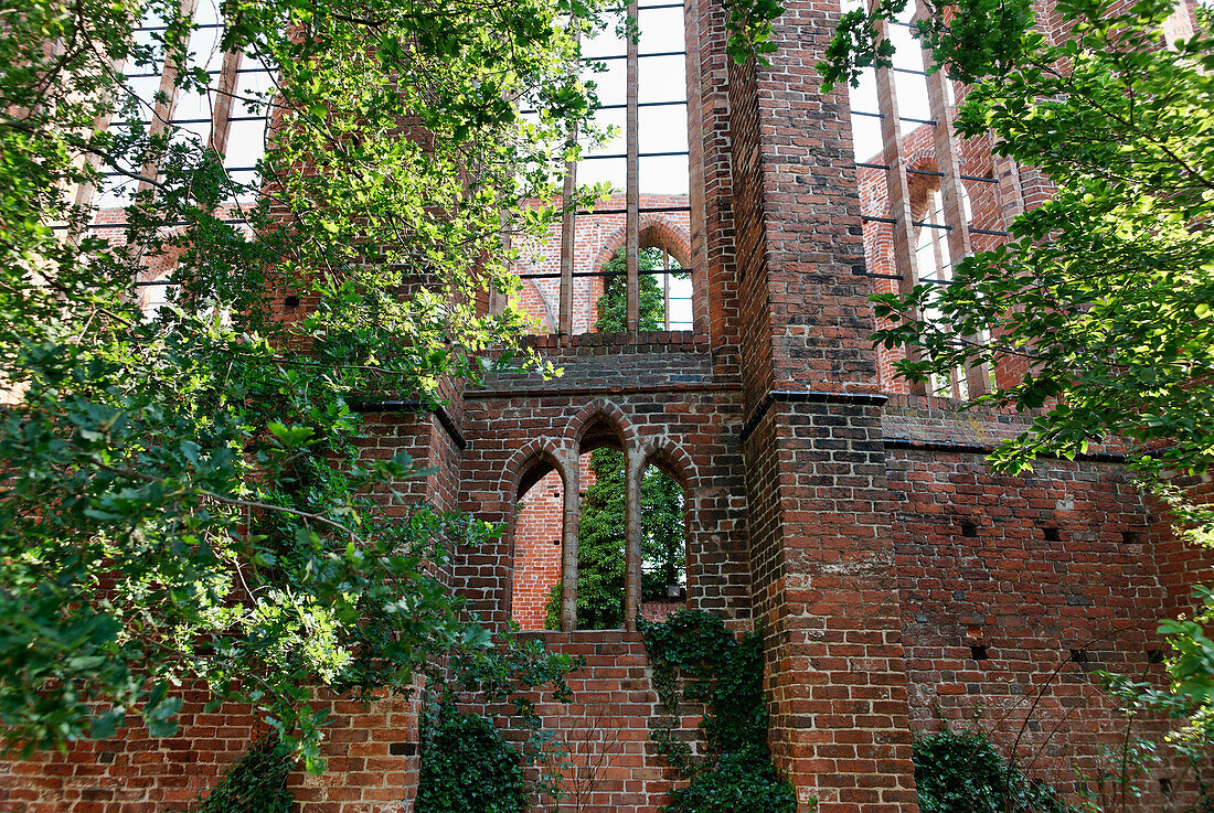 Overgrown ruins of Johanniskloster, Hanseatic Town Stralsund, Mecklenburg-Western Pomerania, Germany, Europe