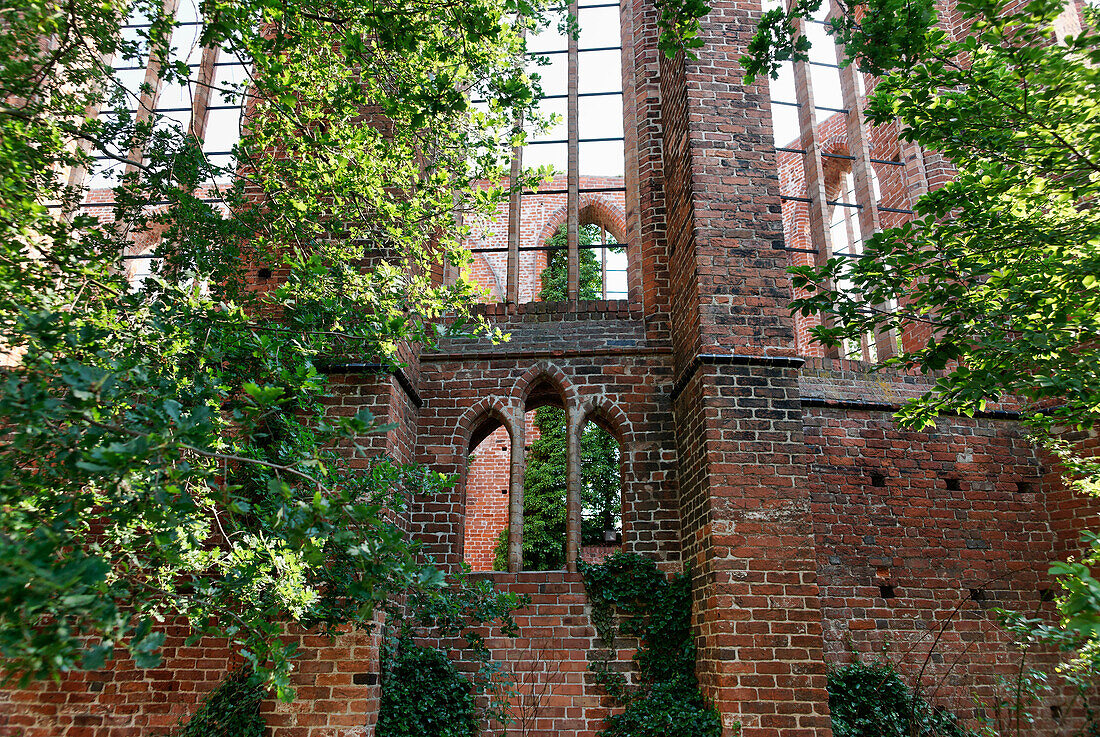 Überwachsene Ruine des Johannisklosters, Hansestadt Stralsund, Mecklenburg-Vorpommern, Deutschland, Europa