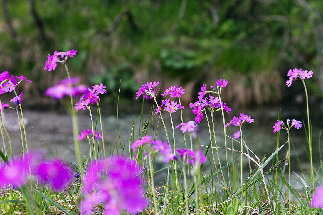 Mehlprimeln (Primula farinosa), Oberbayern, Deutschland