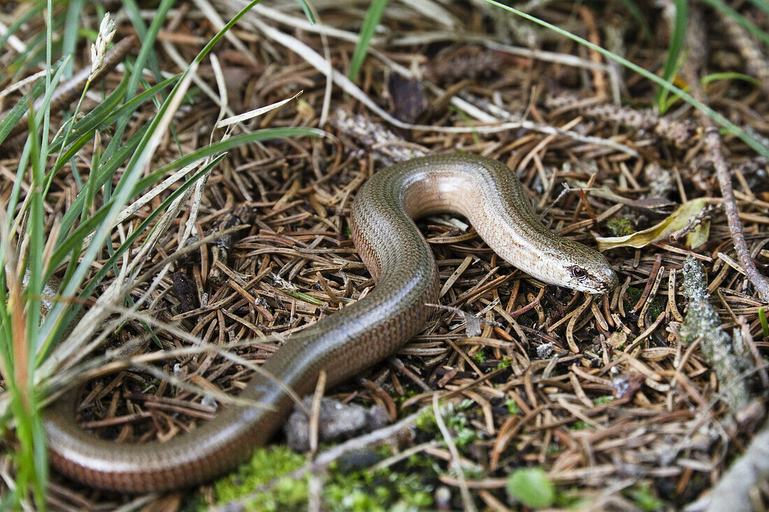Slow worm (Anguis fragilis), Bavaria, Germany