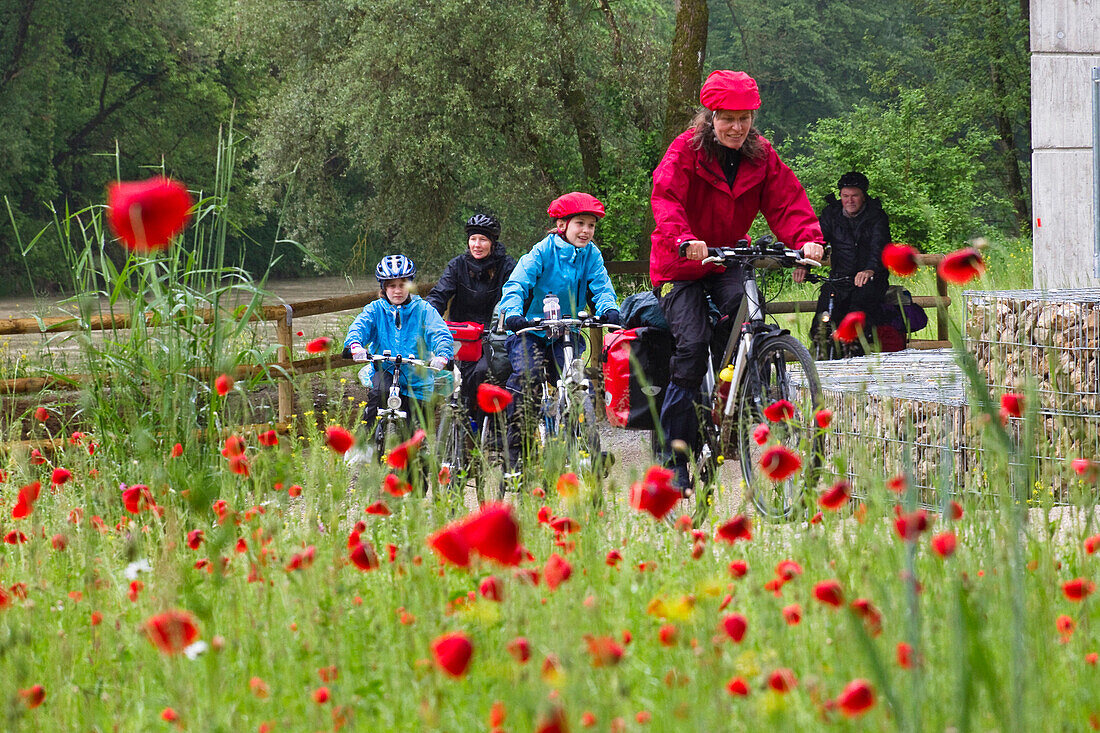 Fahrradfahrer auf Isarradweg, bei Ismaning, Oberbayern, Deutschland