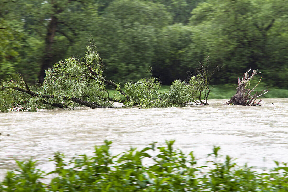 Entwurzelter Baum treibt auf der Isar bei Hochwasser, Isarauen bei Moosburg, Isarradweg, Bayern, Deutschland
