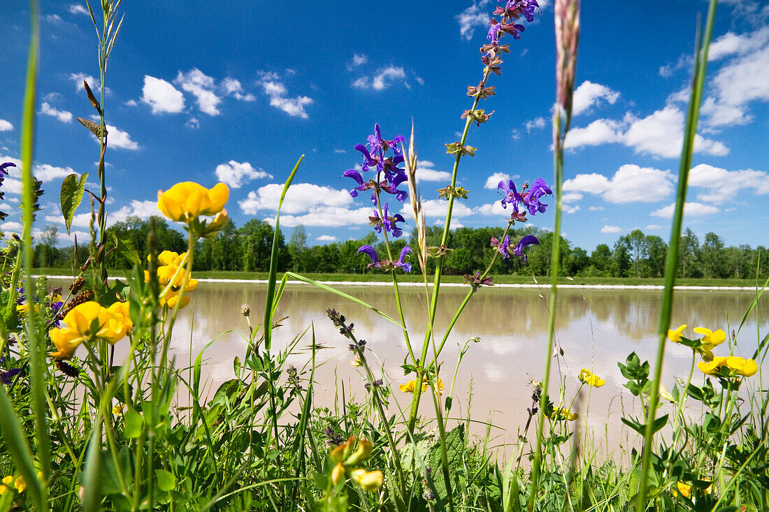 Wildflowers at Isar riverbank, Isar Cycle Route, Lower Bavaria, Germany