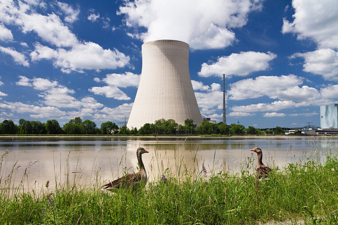 Atomkraftwerk Isar 1, Graugänse im Vordergrund, Landshut, Niederbayern, Deutschland