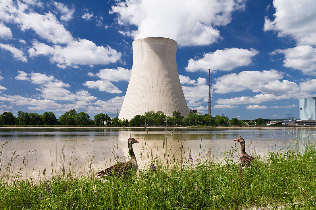 Isar 1 Nuclear Power Plant, greylag geese in forground, Landshut, Lower Bavaria, Germany