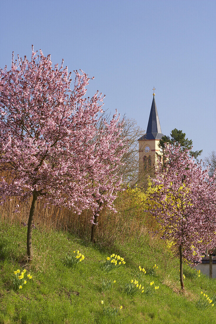 Blühende japanische Zierpflaume bei Oberrotweil, Kaiserstuhl, Baden-Württemberg, Deutschland, Europa