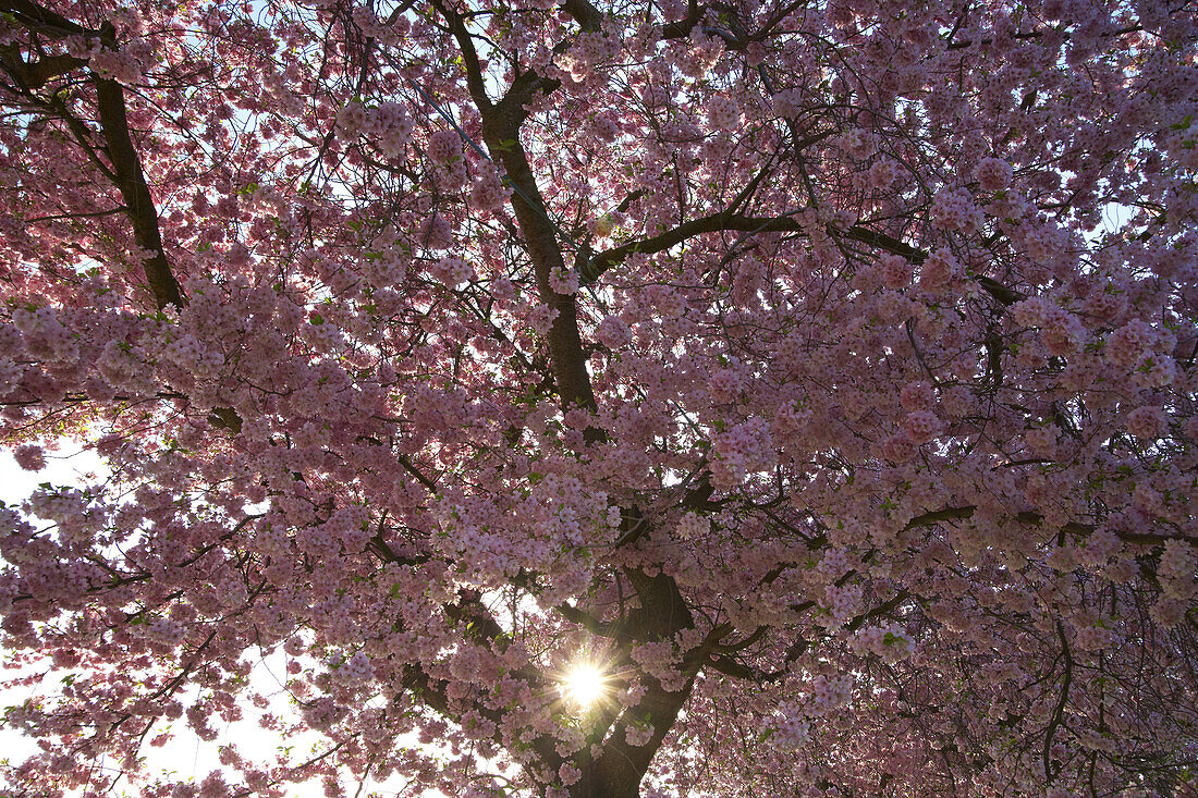 Blühende japanische Kirschen bei Jechtingen, Frühling, Kaiserstuhl, Baden-Württemberg, Deutschland, Europa