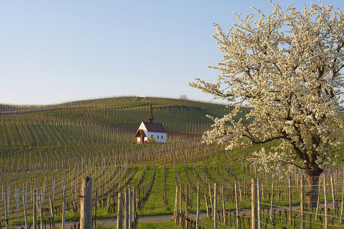 Blossoming cherry tree and chapel (Eichertkapelle) at Jechtingen, Kaiserstuhl, Baden-Württemberg, Germany, Europe
