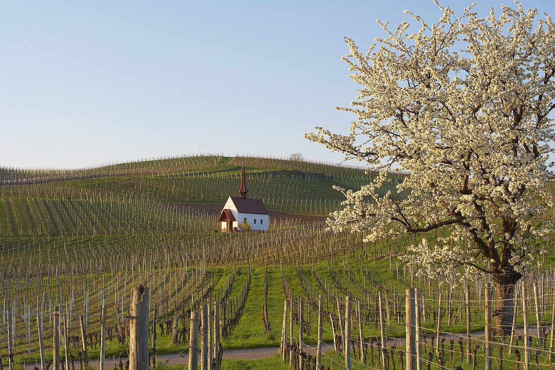 Blühende Kirsche und Eichertkapelle in Weinberg von Jechtingen, Kaiserstuhl, Baden-Württemberg, Deutschland, Europa