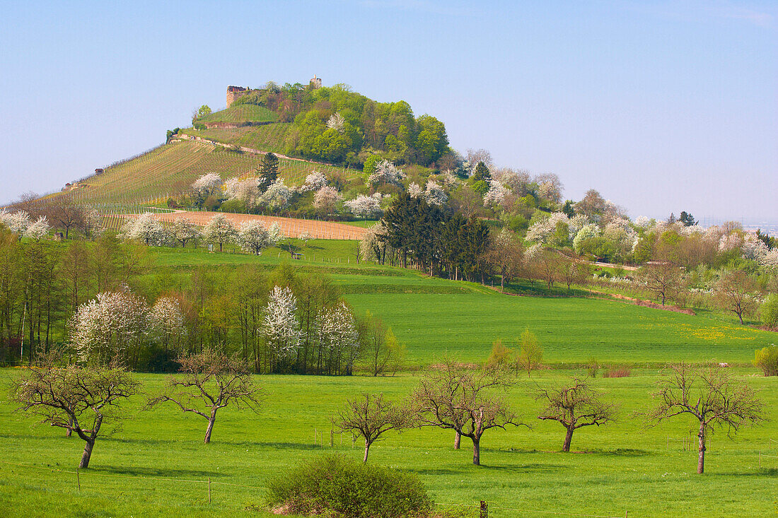 Staufen castle, Staufen, Markgraeflerland, Black Forest, Baden-Wurttemberg, Germany