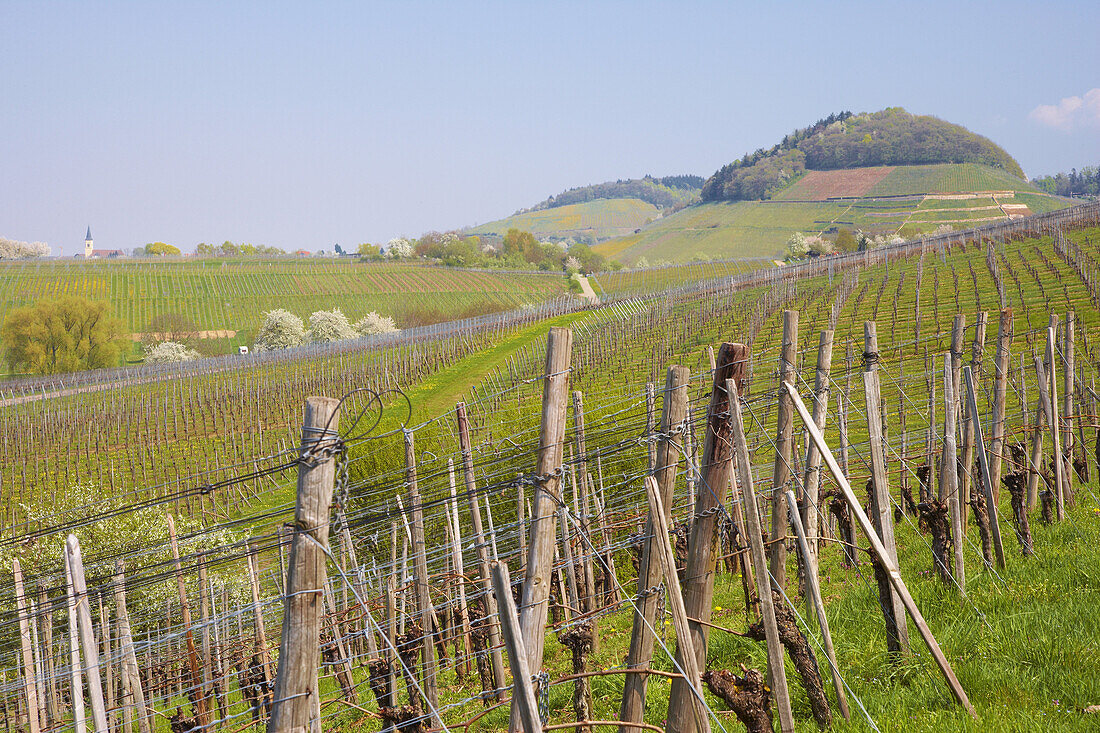 View from Laufen over vineyards towards Ballrechten and mountain Kastelberg, Spring, Markgräflerland, Black Forest, Baden-Württemberg, Germany, Europe