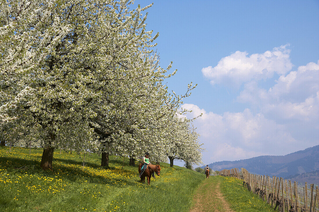 Kirschblüte bei Feldberg-Niedereggenen, Junge Reiterinnen, Markgräflerland, Schwarzwald, Baden-Württemberg, Deutschland, Europa