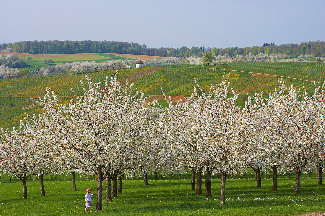 Blossoming cherry tree, vineyard in background, near Feldberg-Niedereggenen, Markgraeflerland, Black Forest, Baden-Wurttemberg, Germany