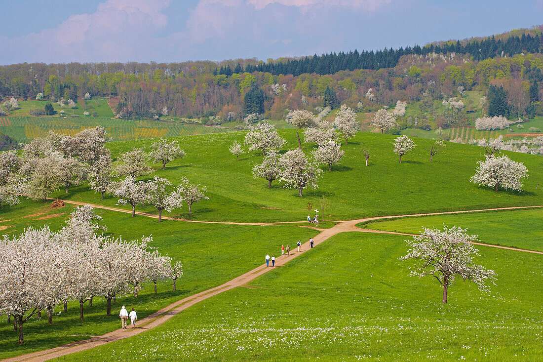 Cherry blossom near Feldberg-Niedereggenen, Markgraeflerland, Black Forest, Baden-Wurttemberg, Germany