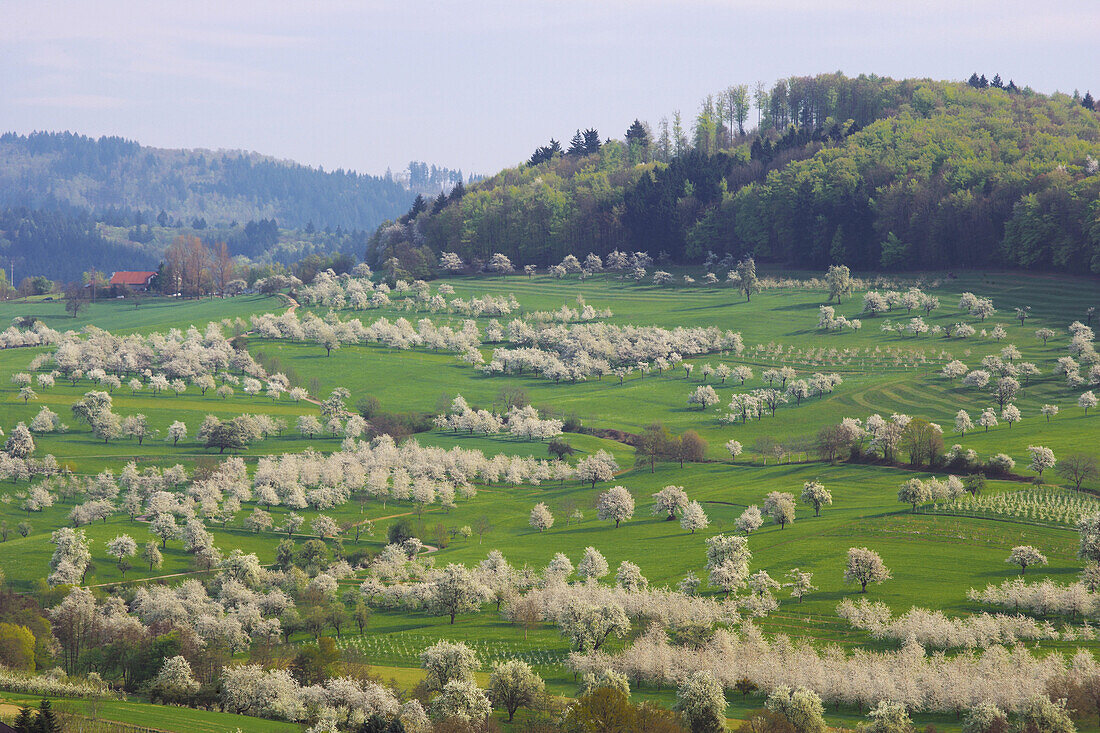Kirschblüte bei Feldberg-Obereggenen, Frühling, Markgräflerland, Schwarzwald, Baden-Württemberg, Deutschland, Europa