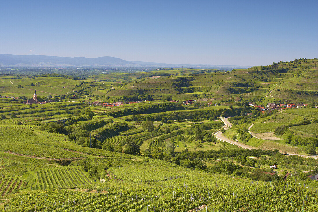 Blick über Weinberge nach Oberrotweil und Mondhalde, Vogesen, Frühling, Vogtsburg im Kaiserstuhl, Baden-Württemberg, Deutschland, Europa