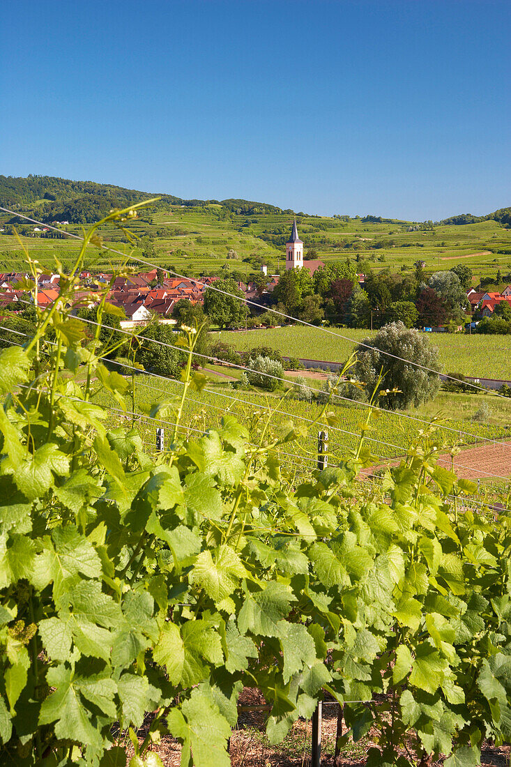 View over vineyards to Oberrotweil, Vogtsburg im Kaiserstuhl, Baden-Wurttemberg, Germany