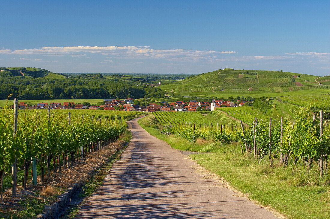 Blick über Weinberge auf Jechtingen, Sasbach am Kaiserstuhl, Baden-Württemberg, Deutschland