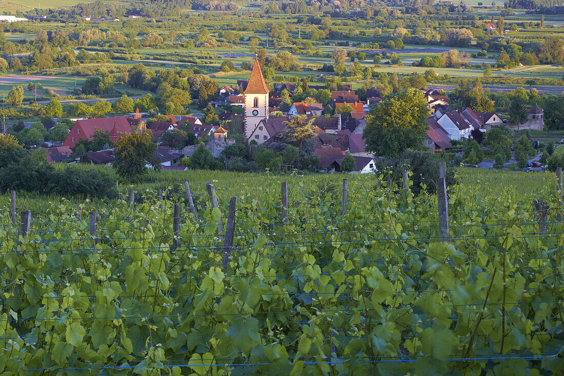 View over vineyards at Burkheim, Kaiserstuhl, Baden-Württemberg, Germany, Europe