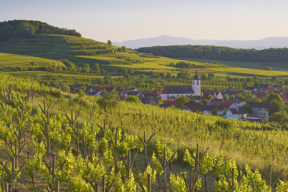 Blick über Weinberge auf Jechtingen, Sasbach am Kaiserstuhl, Baden-Württemberg, Deutschland, Europa