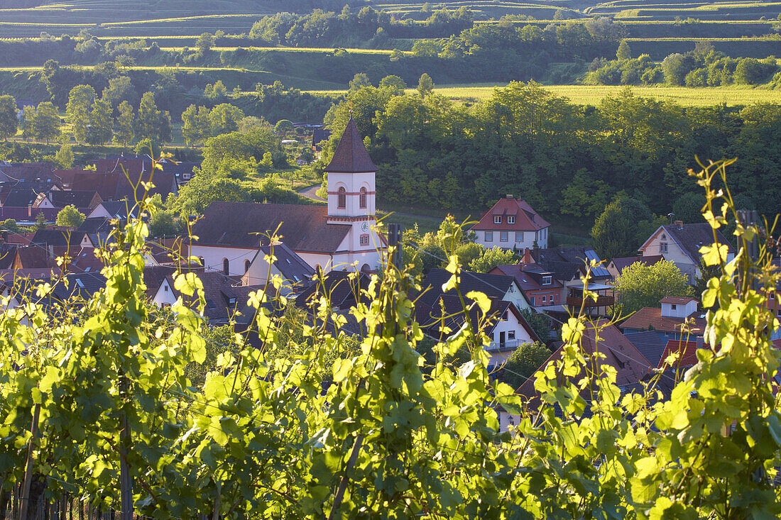 Blick über Weinberge auf Achkarren, Kaiserstuhl, Baden-Württemberg, Deutschland, Europa
