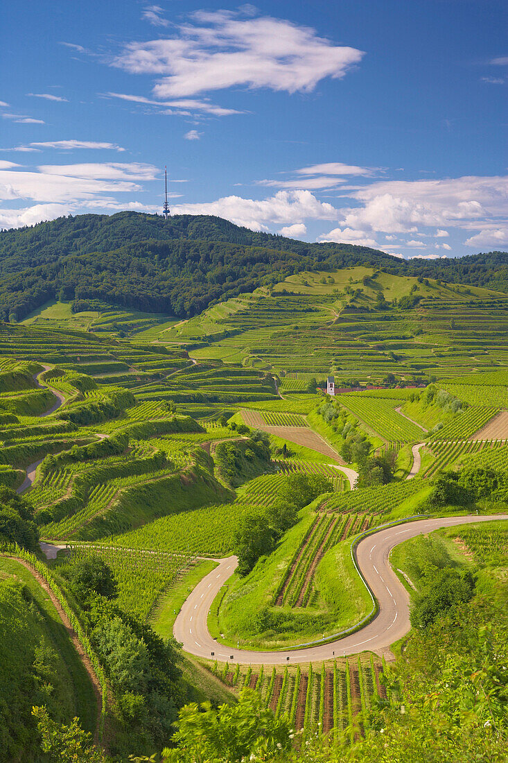 Blick über Weinberge auf Oberbergen und Totenkopf, Vogtsburg im Kaiserstuhl, Baden-Württemberg, Deutschland