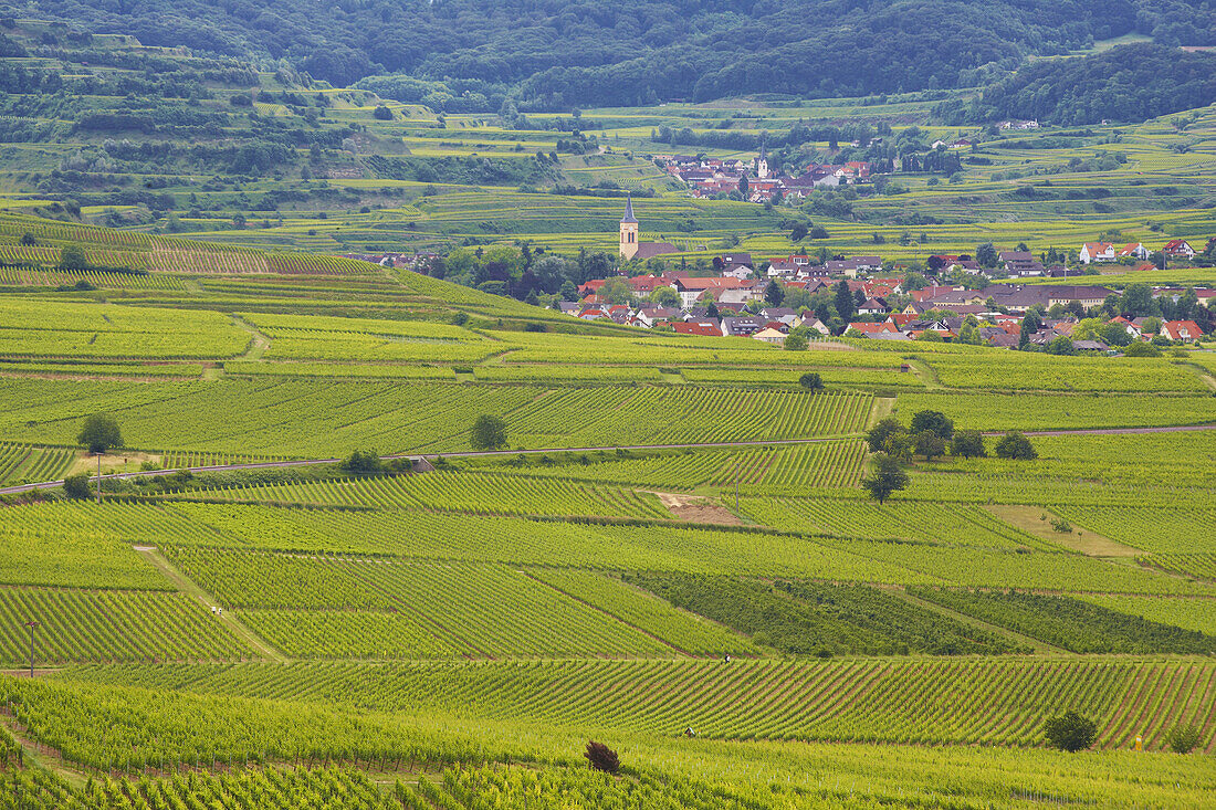 View over vineyards at Oberrotweil and Bickensohl, Kaiserstuhl, Baden-Württemberg, Germany, Europe