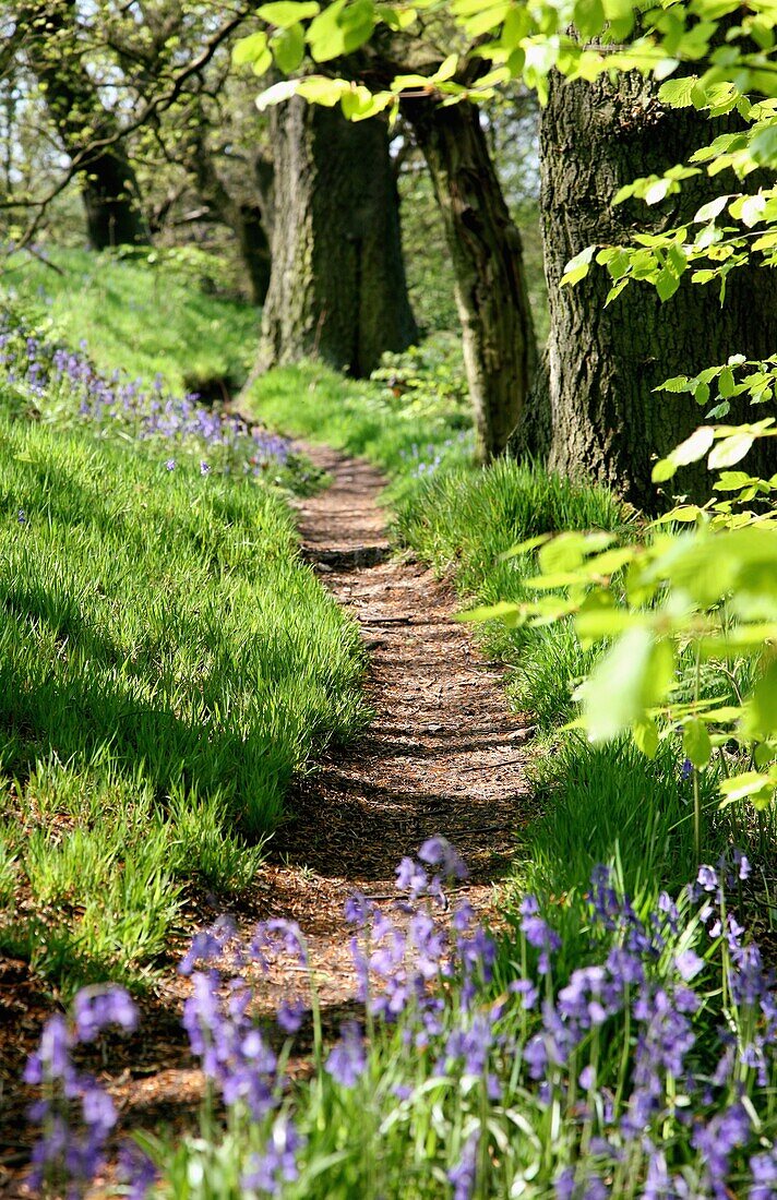 A path through an English Bluebell wood in early spring with new growth on the Beech trees