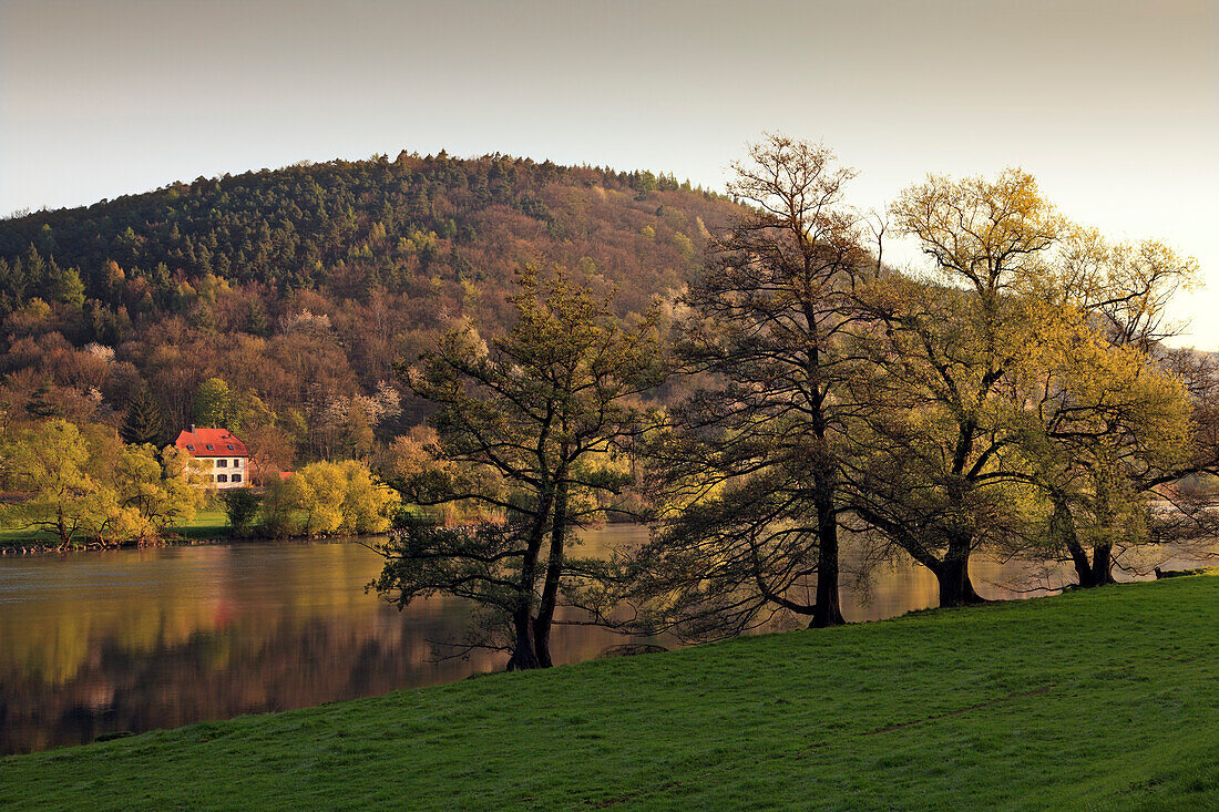 Alder and house at the riverside, near Freudenberg, Main river, Odenwald, Spessart, Franconia, Bavaria, Germany, Erlen