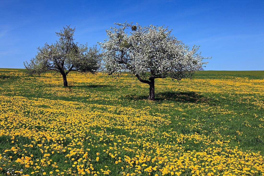 Meadow with dandelion and apple blossom, near Erbach, Odenwald, Hesse, Germany