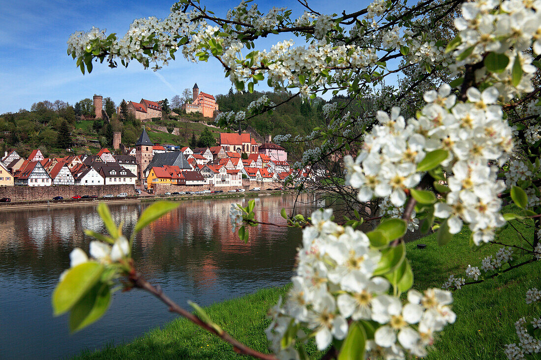 Blick über den Neckar nach Hirschhorn, Apfelblüte im Vordergrund, Neckar, Baden-Württemberg, Deutschland