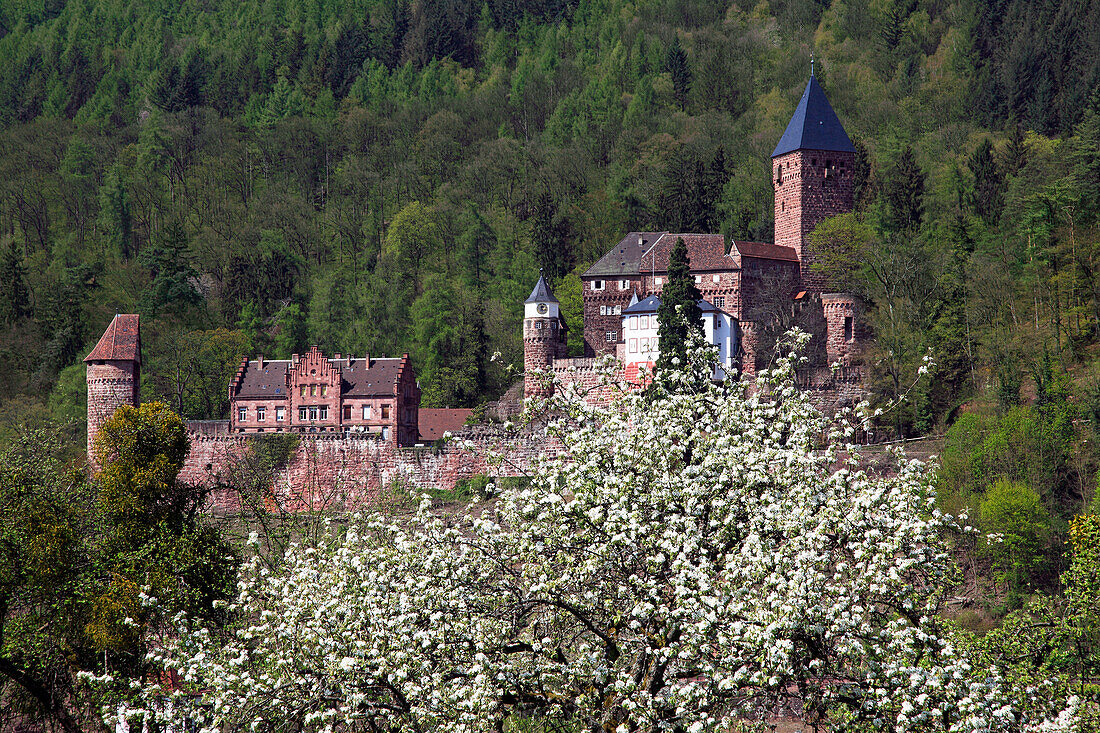 View over Neckar river to Zwingenberg castle, apple blossom in the foreground, Neckar, Baden-Württemberg, Germay