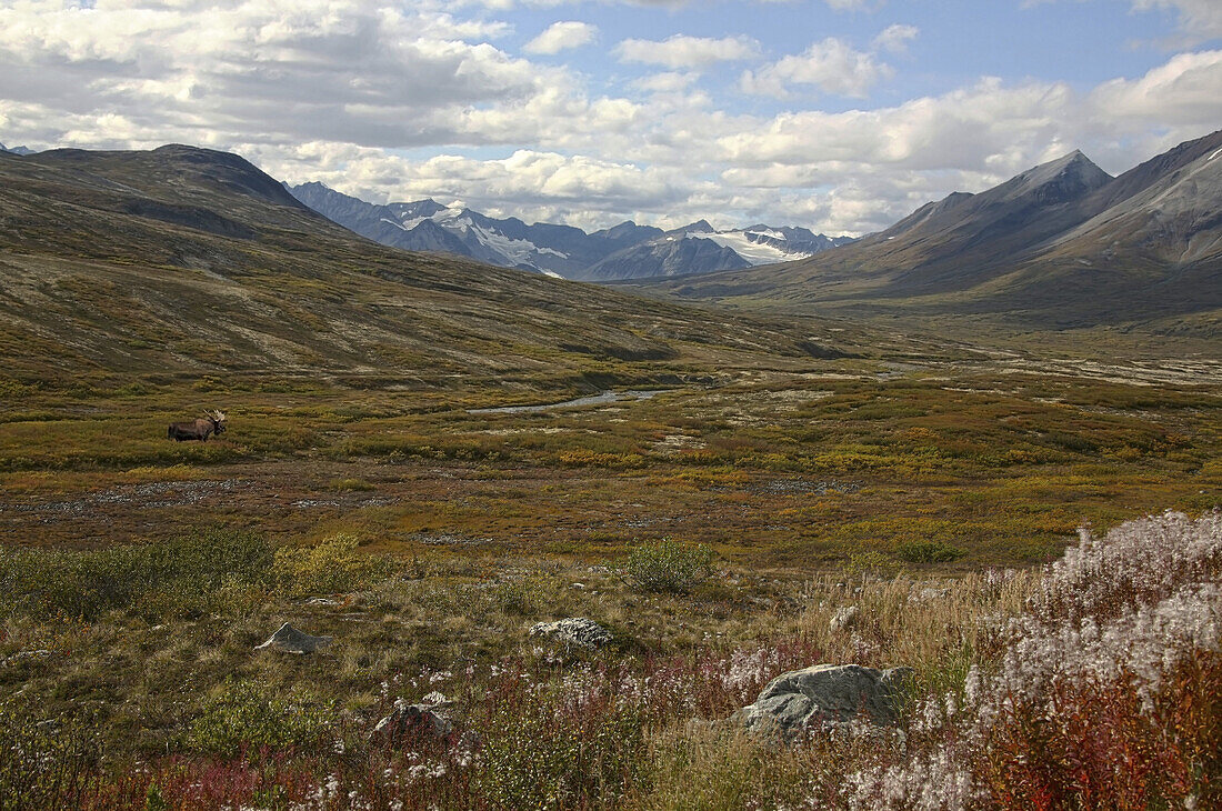 Moose, Kluane National Park and Reserve, Yukon Territory, Canada