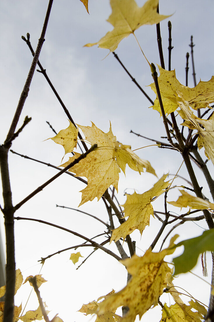 Aussen, Baum, Bäume, Blatt, Blätter, Detail, Details, Draussen, Farbe, Flüchtig, Gelb, Herbst, Hintergründe, Hintergrund, Jahreszeit, Jahreszeiten, Nahaufnahme, Nahaufnahmen, Natur, Pflanze, Pflanzen, Tageszeit, Verwelken, Werk, Zartheit, Zerbrechlichkeit