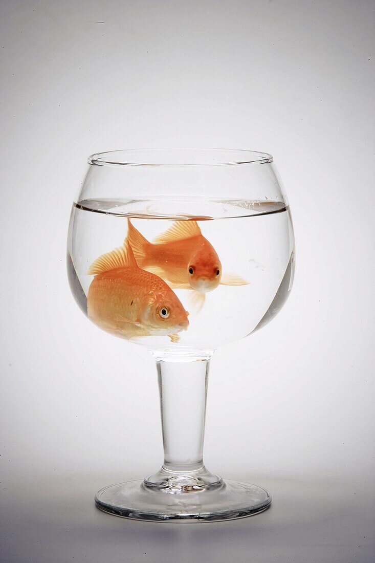 Aleta, Animal, Aquatic, Bowl, Cola, Companionship, Company, Copa, Cup, Damp, Eye, Eyes, Feeling, Fin, Firm, Fish, Fishes, Fresh, Glue, Humidity, Inside, Laps, Life, Living, Loneliness, Maintain, Maintenance, Nadar, Ojo, Only, Orange, Pair, Partner, Pequeñ