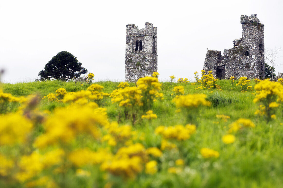 Slane Abbey, County Meath, Ireland