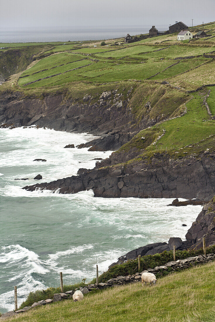 Sheep grazing, Dingle Ring, Dingle Peninsula, County Kerry, Ireland