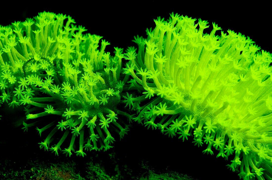 Blue light, Closeup, Coral polyps, Fluorescent pigment, Green fluorescent pigment, Leather coral, Macro, Sarcophyton species, Thailand, Ultraviolet light, Underwater, X5U-1006499, agefotostock 
