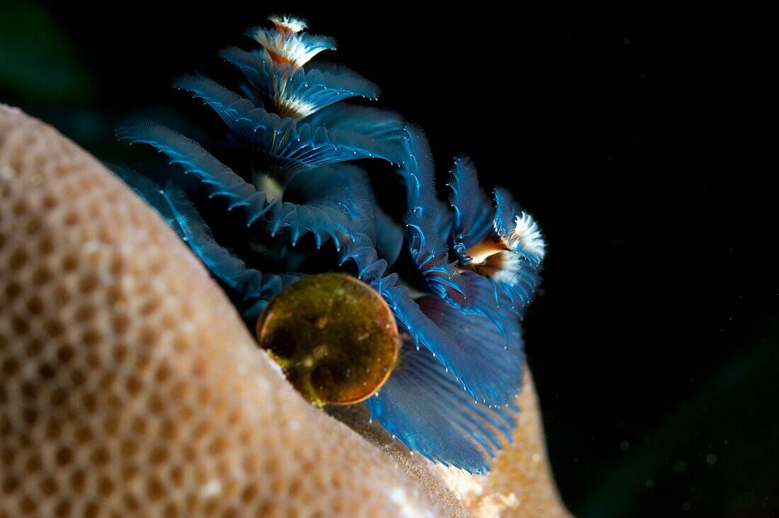 Similans Islands National park, Andaman Sea, Thailand, Christmas tree worm