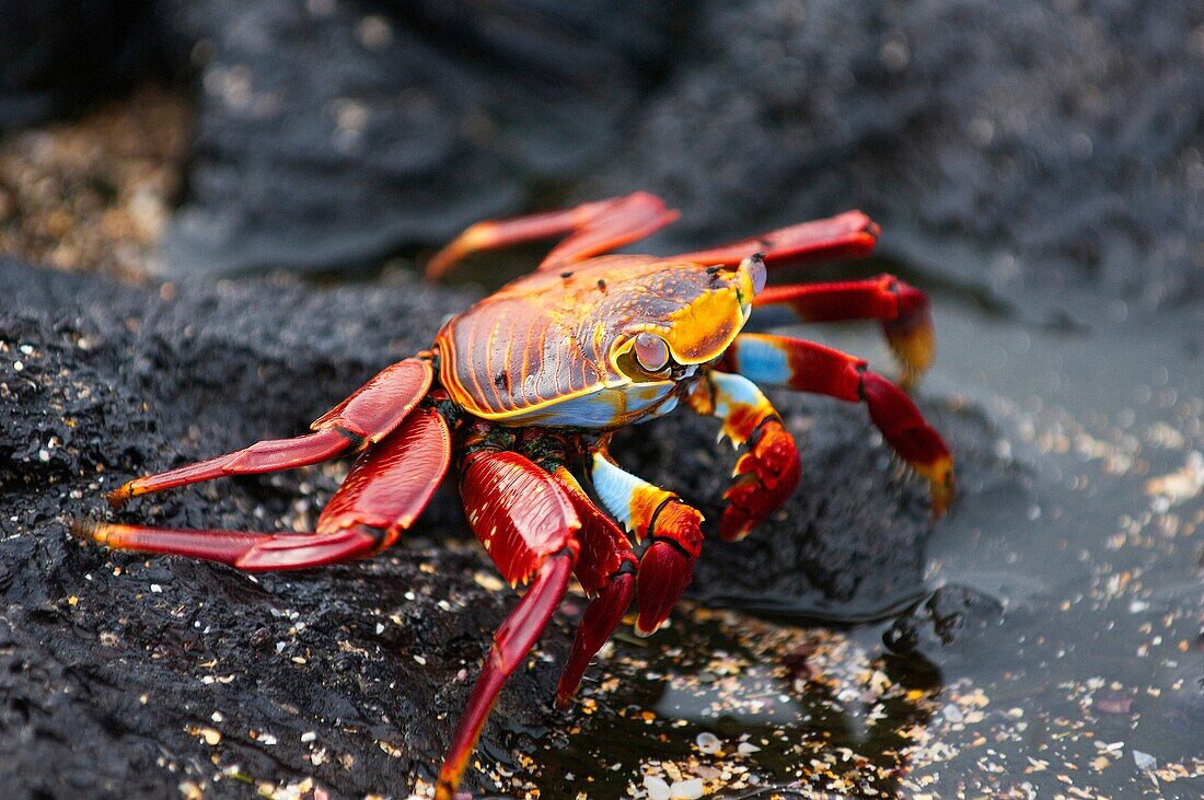 America del sur, Cangrejo, Ecuador, Grapsus grapsus, Santiago, Seleccion, X5V-1009009, agefotostock 