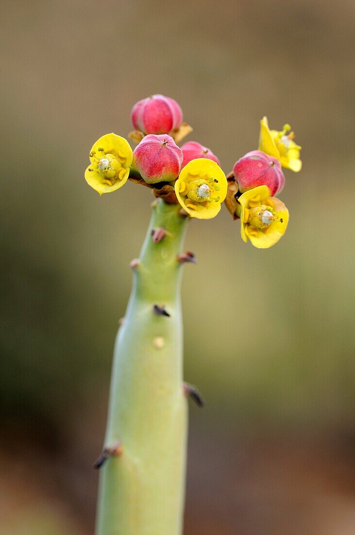 Fructification of Euphorbia dregeana, Dikboudmelkbos, Richtersveld, South Africa